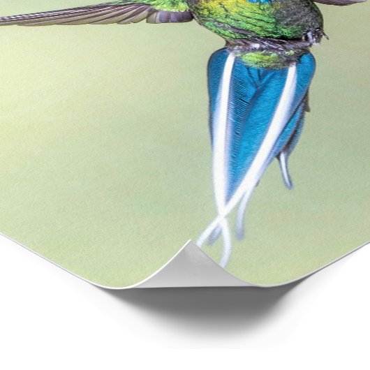 Green Hummingbird mit Long Blue Schwanz Feathers Poster (Ecke)