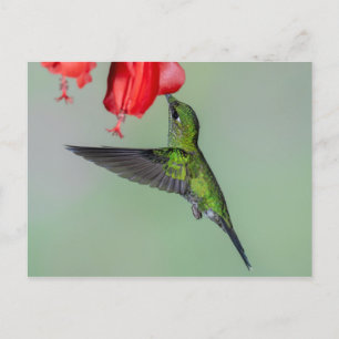 Green Hummingbird & Red Blume Postkarte
