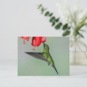 Green Hummingbird & Red Blume Postkarte (Stehend Vorderseite)