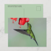 Green Hummingbird & Red Blume Postkarte (Vorne/Hinten)