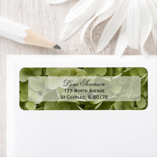 Green Hydrangea Blume Rücksendeadresse (Insitu)