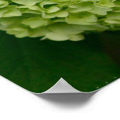 Green Hydrangea Poster (Ecke)