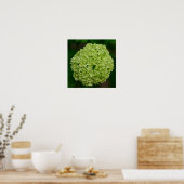 Green Hydrangea Poster (Küche)
