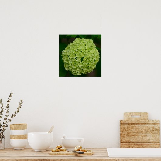 Green Hydrangea Poster (Küche)