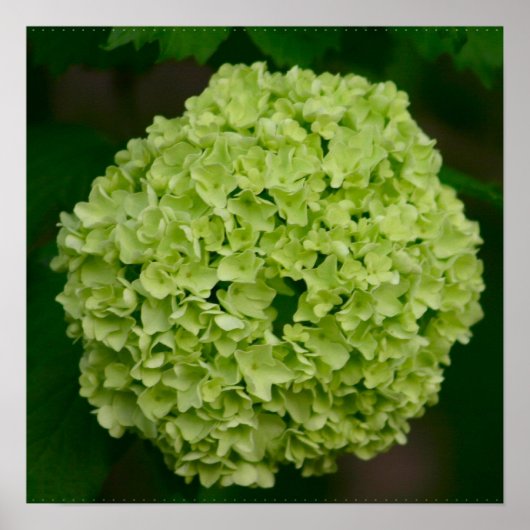Green Hydrangea Poster (Vorne)