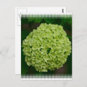 Green Hydrangea Postkarte (Vorne/Hinten)