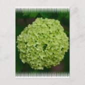 Green Hydrangea Postkarte (Vorderseite)