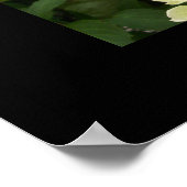 Green Hydrangeas Poster (Ecke)