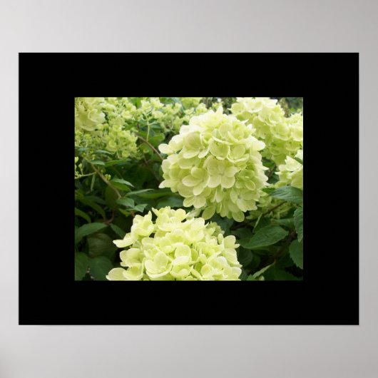 Green Hydrangeas Poster (Vorne)