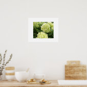 Green Hydrangeas Poster (Küche)