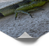 Green Iguana im Schatten eines Palmenbaumes Poster (Ecke)