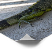 Green Iguana im Schatten eines Palmenbaumes Poster (Ecke)