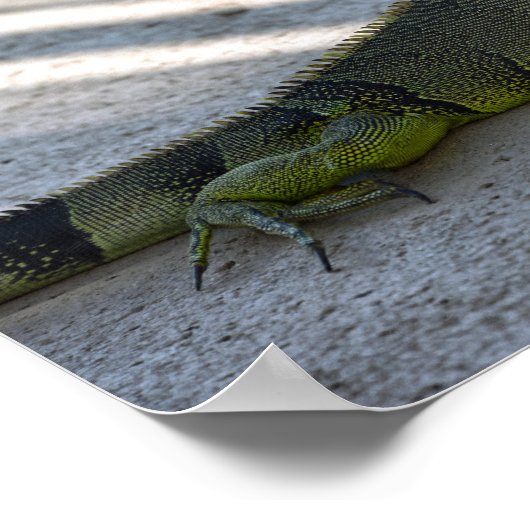 Green Iguana im Schatten eines Palmenbaumes Poster (Ecke)