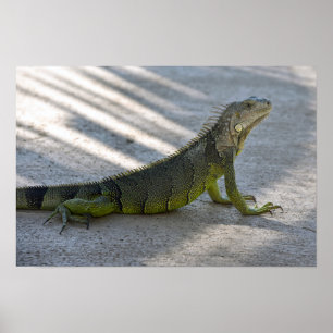 Green Iguana im Schatten eines Palmenbaumes Poster