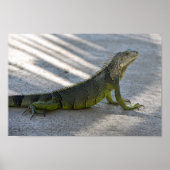 Green Iguana im Schatten eines Palmenbaumes Poster (Vorne)