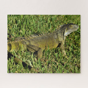 Green Iguana Lizard in Gras Puzzle