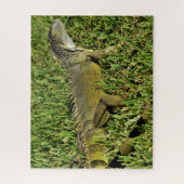 Green Iguana Lizard in Grass Puzzle (Vertikal)