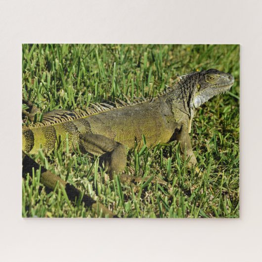 Green Iguana Lizard in Grass Puzzle (Horizontal)