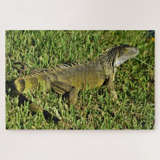 Green Iguana Lizard in Grass Puzzle (Horizontal)