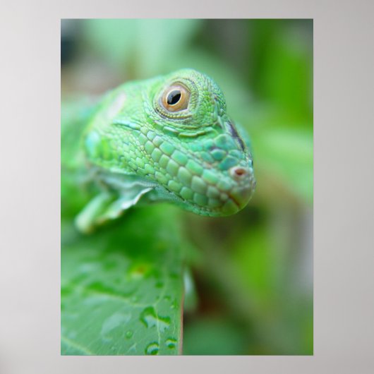 Green Iguana Lizard Reptile auf Leaf Poster (Vorne)