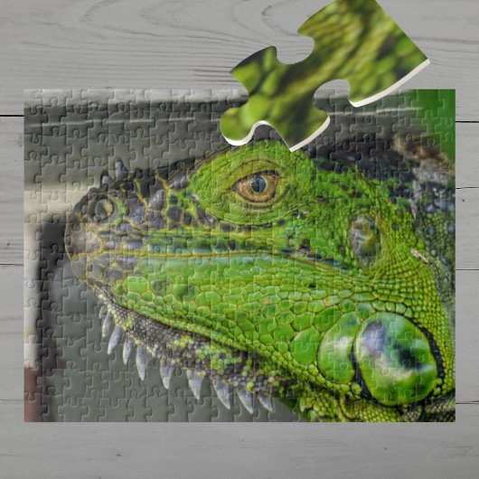Green Iguana Nah-up Fotografie Puzzle