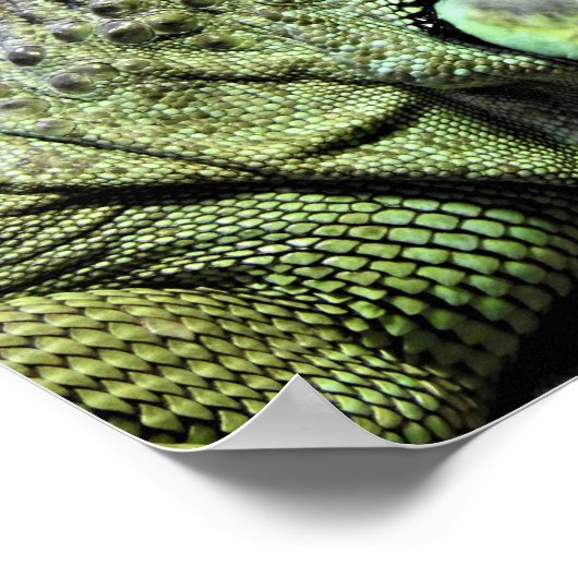 Green Iguana Poster (Ecke)