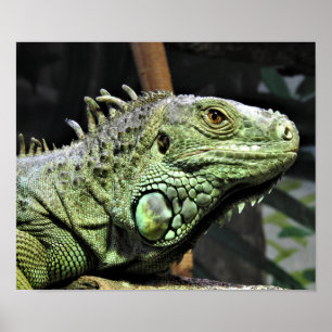 Green Iguana Poster