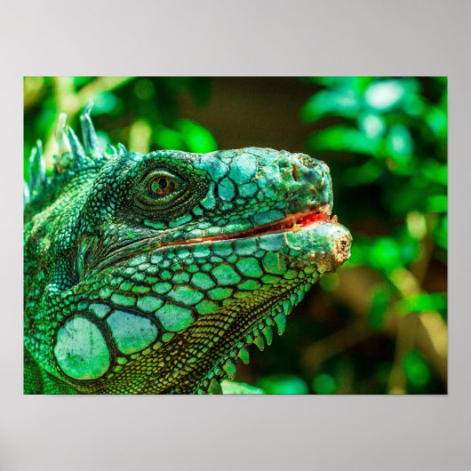 Green Iguana Poster (Vorne)