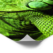Green Iguana Poster (Ecke)