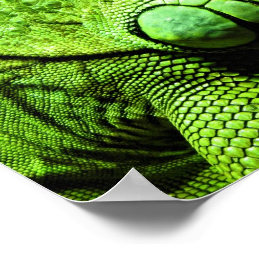Green Iguana Poster (Ecke)