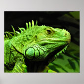 Green Iguana Poster (Vorne)