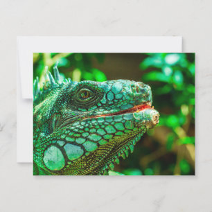 Green Iguana Postkarte