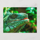 Green Iguana Postkarte (Vorderseite)