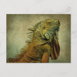Green Iguana Postkarte
