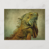 Green Iguana Postkarte (Vorderseite)
