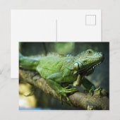 Green Iguana Postkarte (Vorne/Hinten)