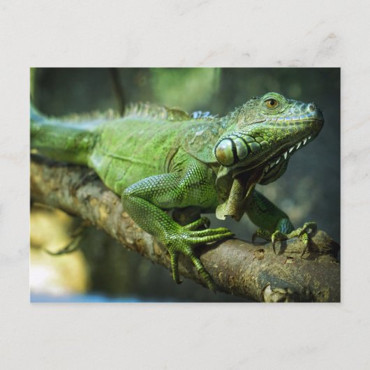 Green Iguana Postkarte (Vorderseite)