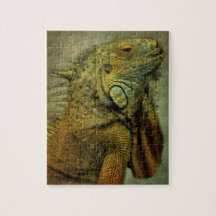 Green Iguana
