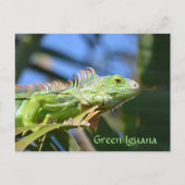 Green Iguana Reptile Wildlife Fotografie Postkarte (Vorderseite)