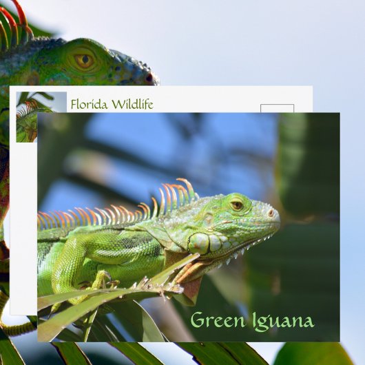 Green Iguana Reptile Wildlife Fotografie Postkarte