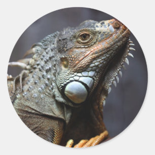 Green Iguana Runder Aufkleber