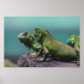 Green Iguanas Poster (Vorne)
