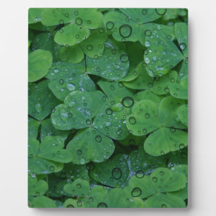 Green Irish Clover Fotoplatte