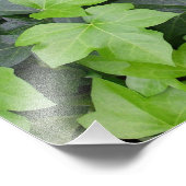 Green Ivy Botanical Print Fotodruck (Ecke)