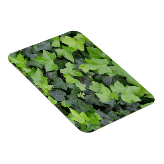 Green Ivy Botanical Print Magnet (Rechte Seite)