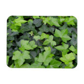 Green Ivy Botanical Print Magnet (Horizontal)