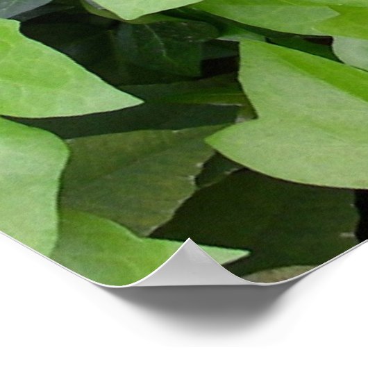 Green Ivy Botanical Print Poster (Ecke)