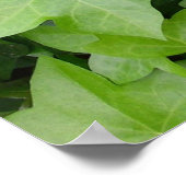 Green Ivy Botanical Print Poster (Ecke)