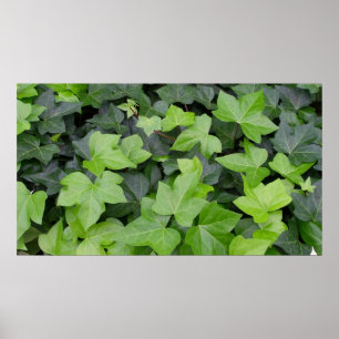 Green Ivy Botanical Print Poster