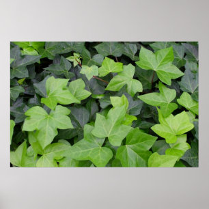 Green Ivy Botanical Print Poster